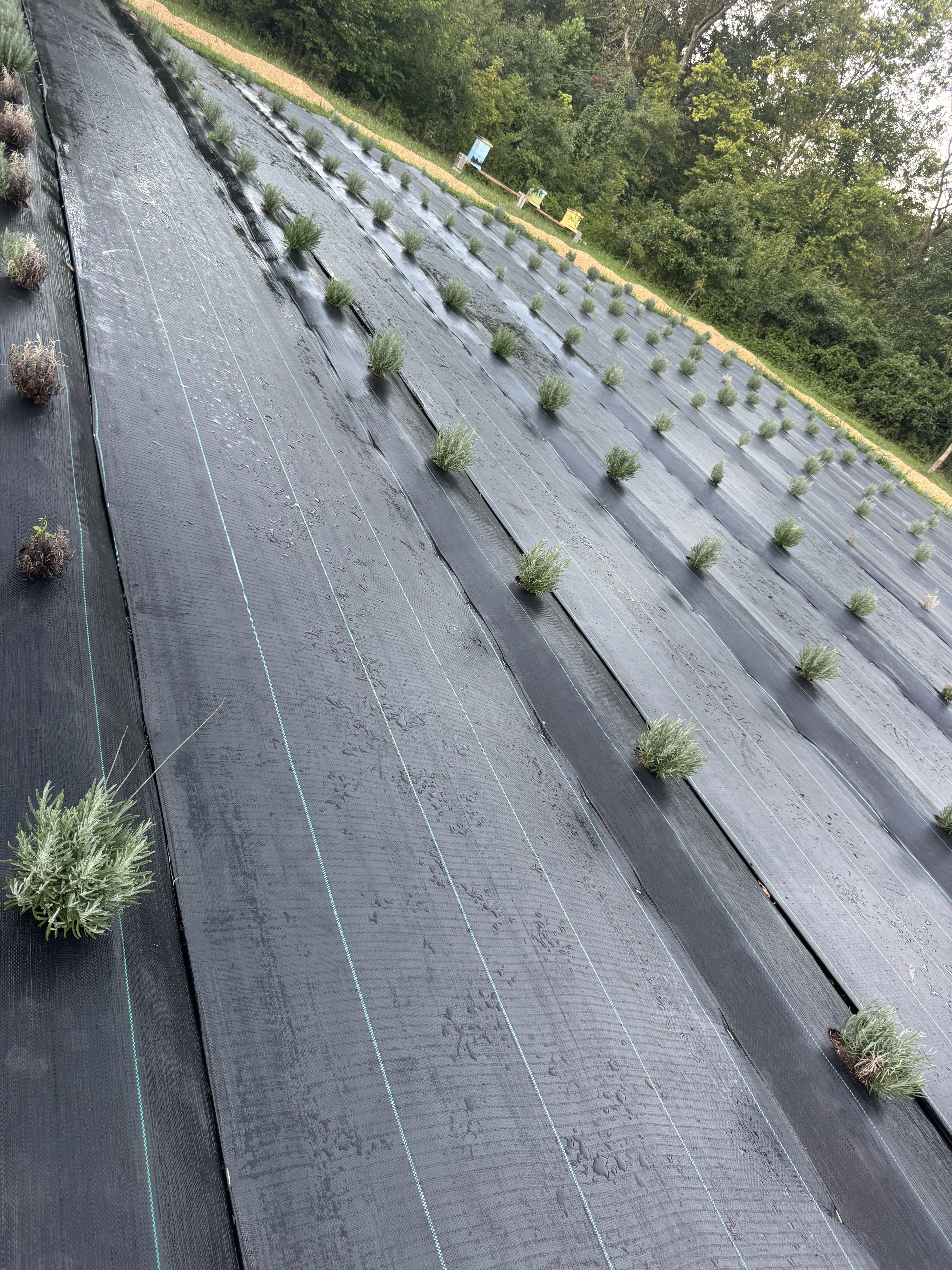 Young lavender plants
