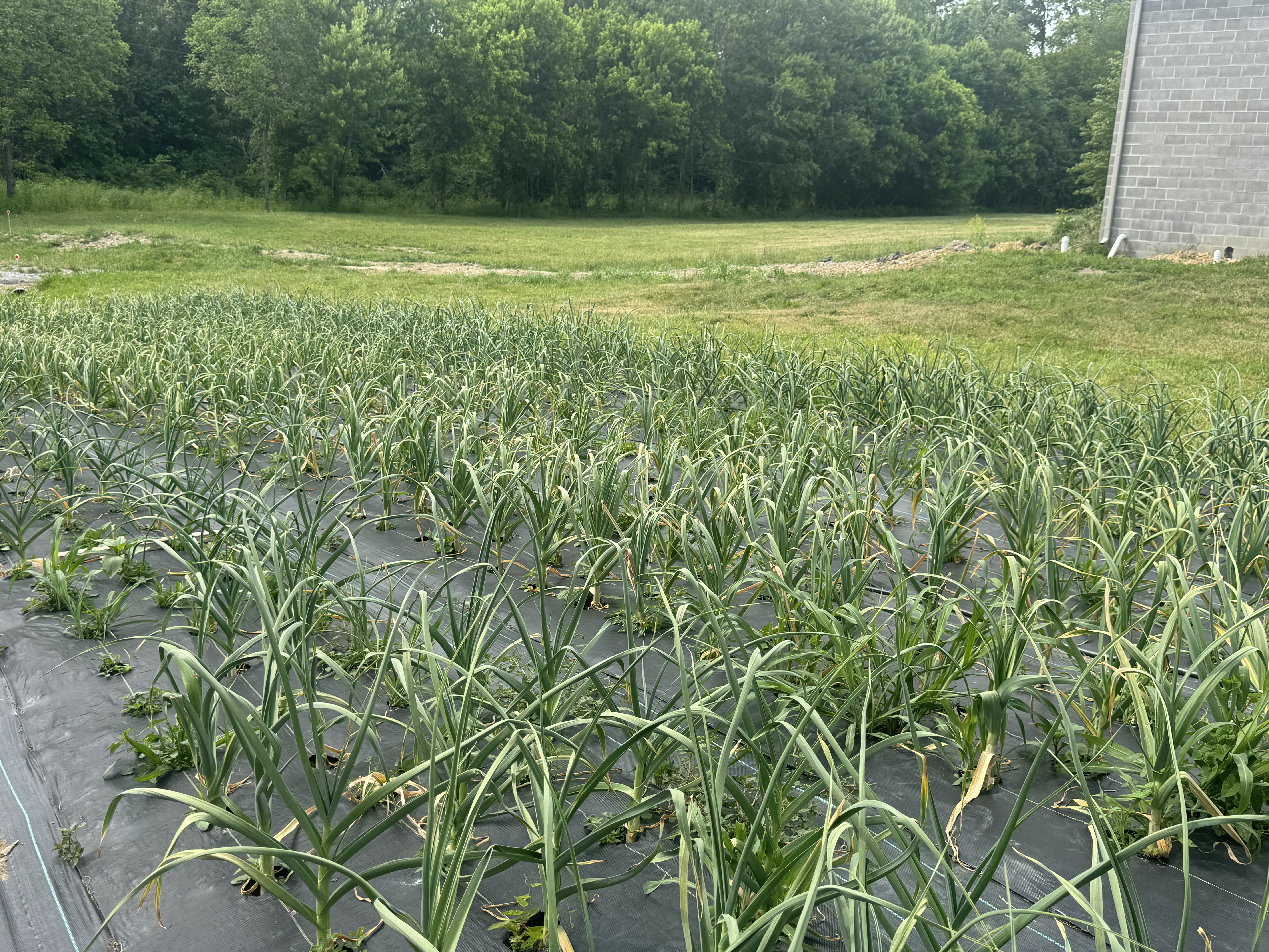 Early spring garlic
