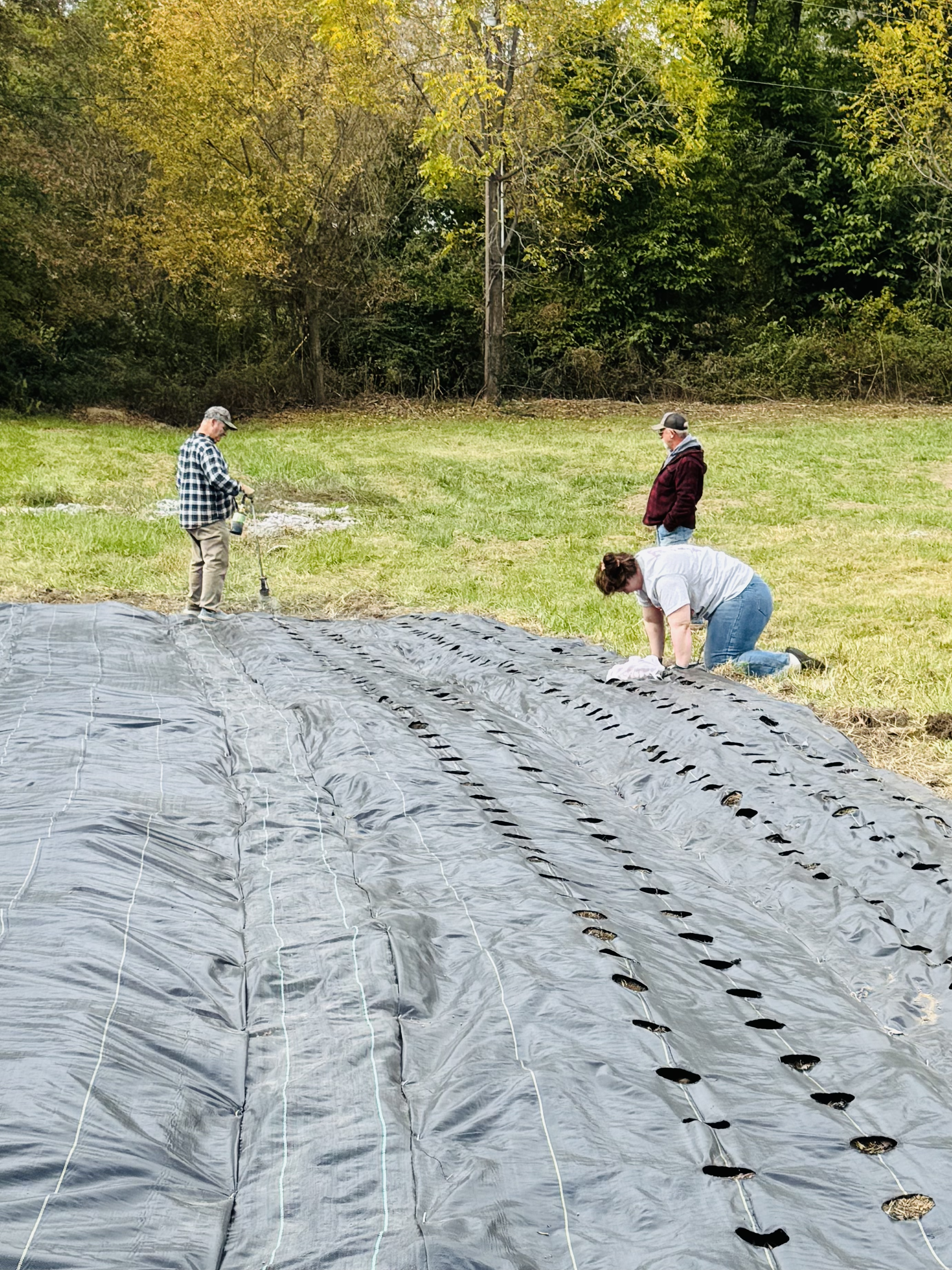 Help in the garlic plot