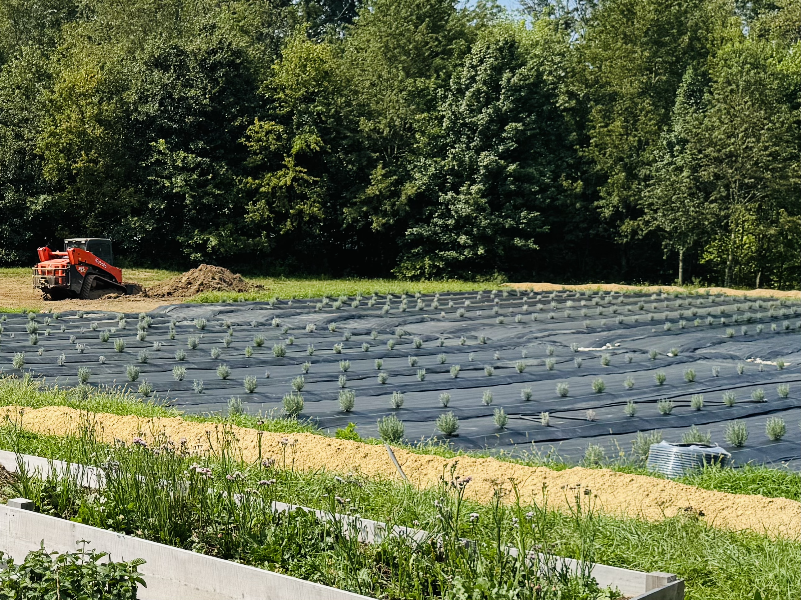 Young lavender plants growing in rows at Lavender Hive Depot in Junction City, Kentucky